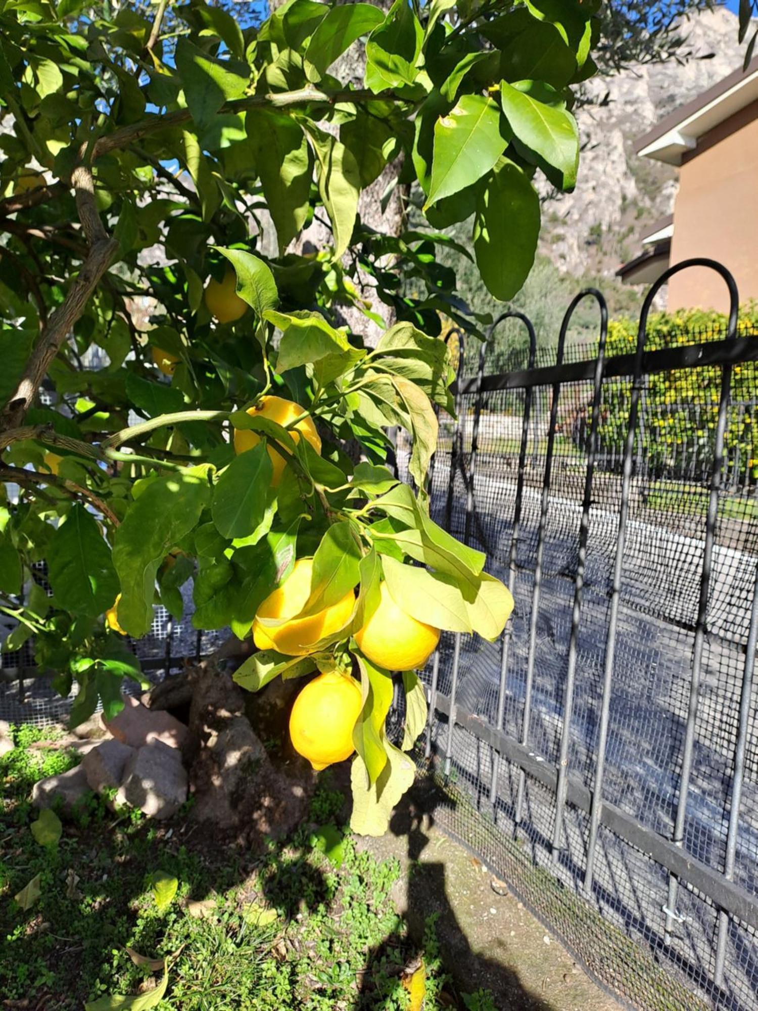 Oma Margareta Apartment Limone sul Garda Eksteriør billede